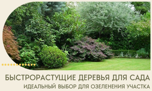 Быстрорастущие деревья для сада идеальный выбор в Архангельске
