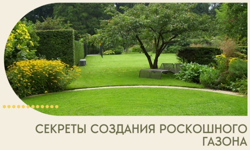 Секреты создания роскошного газона в Архангельске